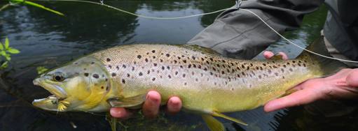 Brown Trout and Mayfly = Aardvark McLeod-Bill Latham