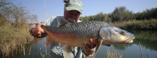 Kalarhari Yellowfish, Orange River, South Africa, Aardvark McLeod, largemouth yellowfish, smallmouth yellowfish, Alex Jardine