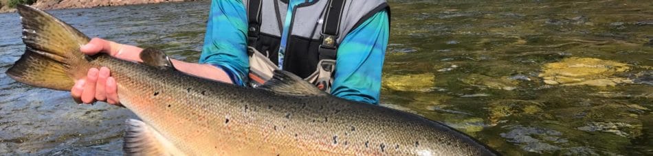 Gaula River, Winsnes Lodge, Norway, Atlantic salmon