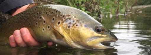 Mayfly, chalkstream, river test, river anton, river avon,