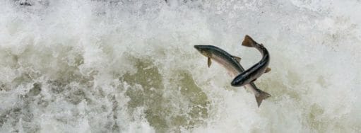Gaula River, Winsnes Lodge, Norway, Atlantic salmon