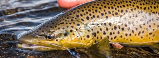 Smith River, Fly Fishing, Montana, River Fishing, Trout Fishing, Fishing Guide, Aardvark McLeod