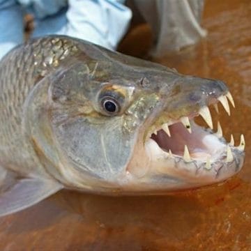 Tanzania tigerfish Mnyera Rhudji rivers fishing