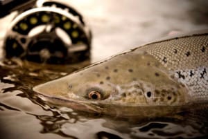 Salmon Fishing Midfjardara River Iceland