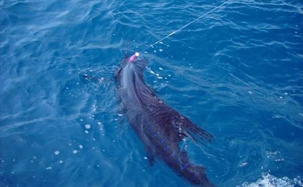 Guatemala, Sailfish, The Great Sailfish Co, Aardvark McLeod, fishing Guatemala, holiday in Guatemala