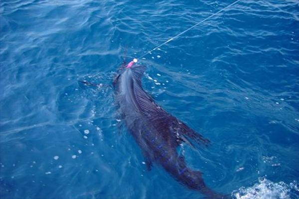 Guatemala, Sailfish, The Great Sailfish Co, Aardvark McLeod, fishing Guatemala, holiday in Guatemala