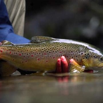 Poronui Ranch, New Zealand, Aardvark McLeod, trout