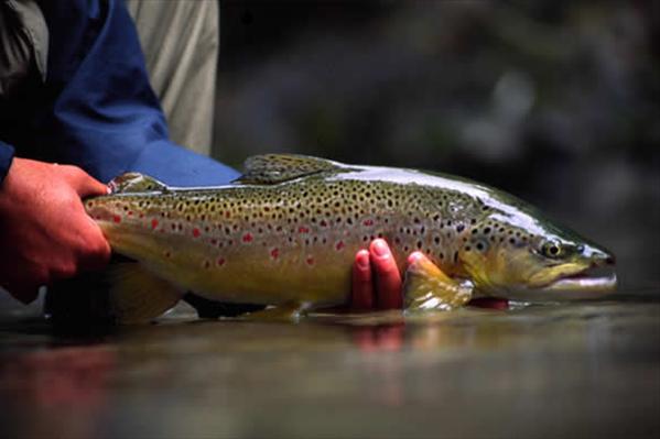 Poronui Ranch, New Zealand, Aardvark McLeod, trout