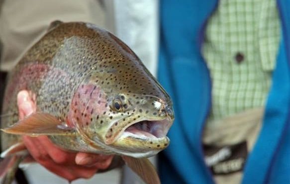 Sedanka Camp, Kamchatka, Russia, Aardvark McLeod, rainbow trout, fishing