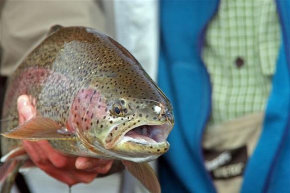 Sedanka Camp, Kamchatka, Russia, Aardvark McLeod, rainbow trout, fishing