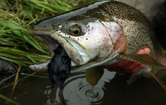 Zendzur Lodge, Zhupanova, Kamchatka, fishing in Kamchatka, rainbow trout, Russia, Aardvark McLeod