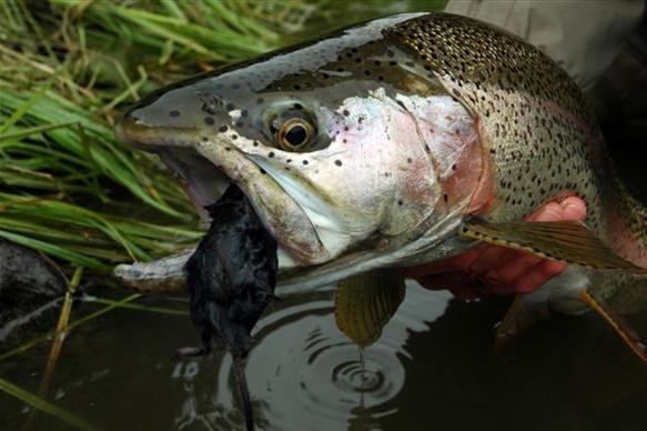 Zendzur Lodge, Zhupanova, Kamchatka, fishing in Kamchatka, rainbow trout, Russia, Aardvark McLeod