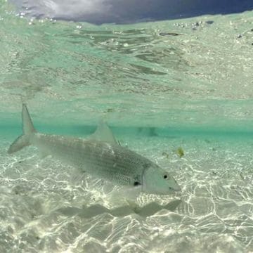 Los Roques, Venezuela, Aardvark McLeod, bonefish, fishing in Venezuela,