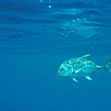 Cosmoledo, Seychelles, Aardvark McLeod