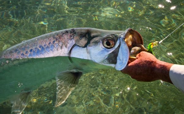 Cayo Santa Maria, Cuba tarpon, fly fishing tarpon, tarpon, Aardvark McLeod