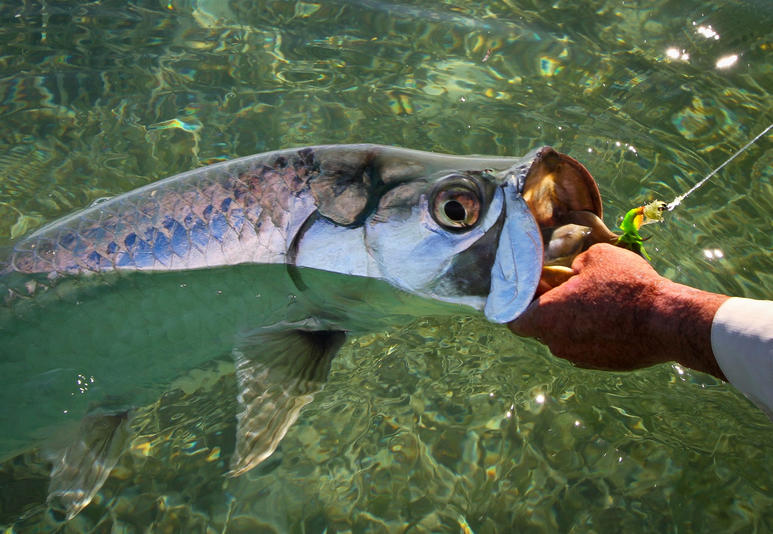 Cayo Santa Maria, Cuba tarpon, fly fishing tarpon, tarpon, Aardvark McLeod