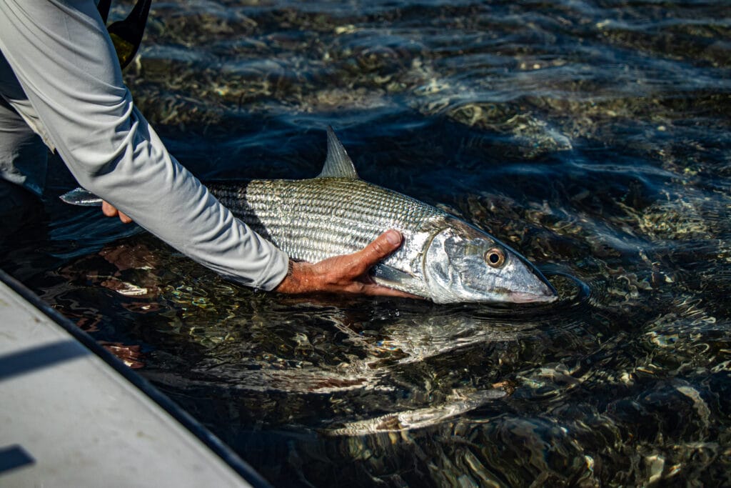 Jardines de la Reina, Cuba Fly Fishing, Jardines Avalon IV, Bonefish, Tarpon, Permit