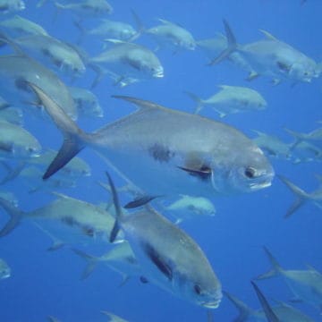 Permit School, Turneffe Island Resort, Belize, Aardvark McLeod