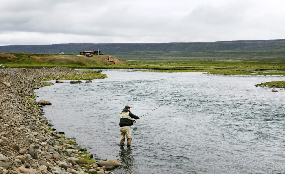 Atlantic salmon, Hafralonsa, Iceland