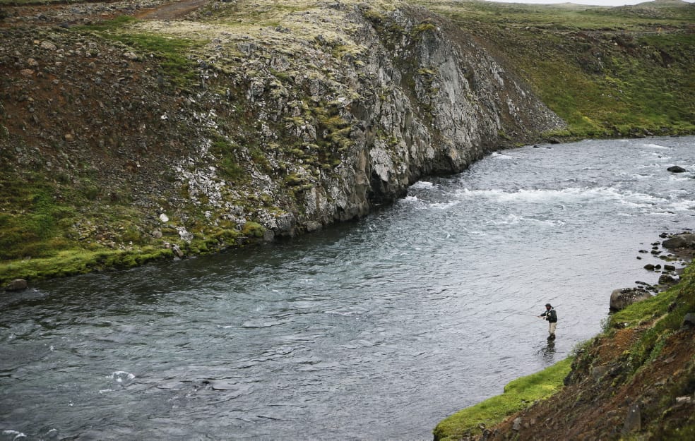 Atlantic salmon, Hafralonsa, Iceland