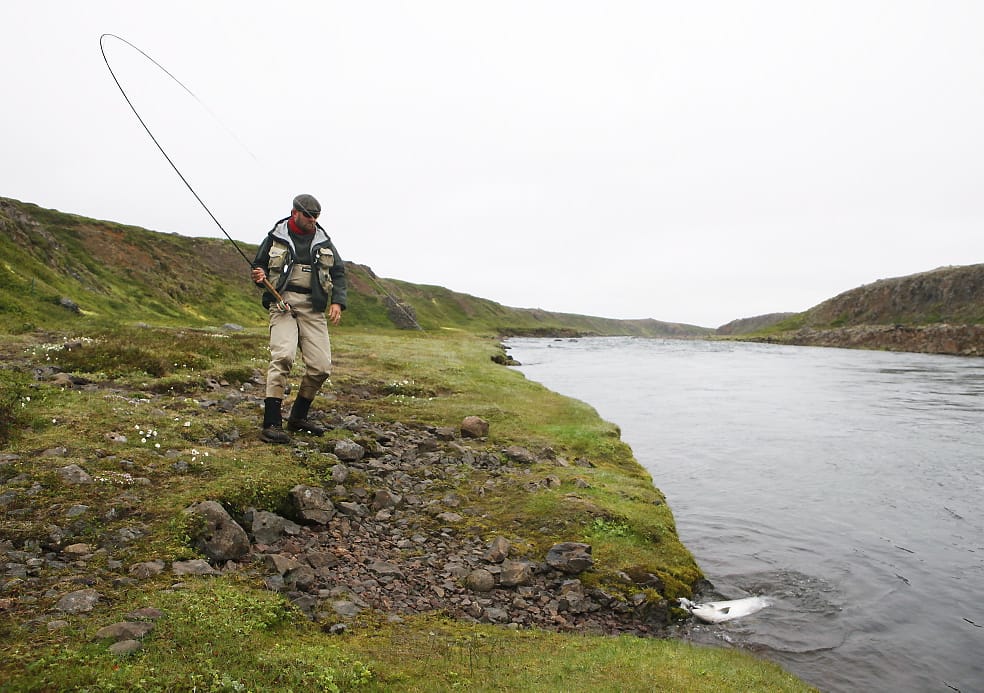 Atlantic salmon, Hafralonsa, Iceland