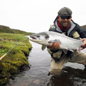 Atlantic salmon, Hafralonsa, Iceland