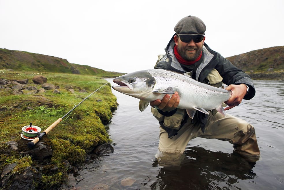 Atlantic salmon, Hafralonsa, Iceland