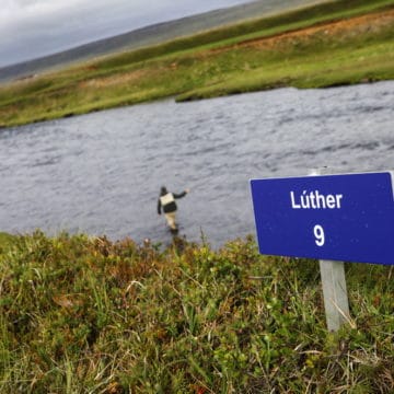 Atlantic salmon, Hafralonsa, Iceland