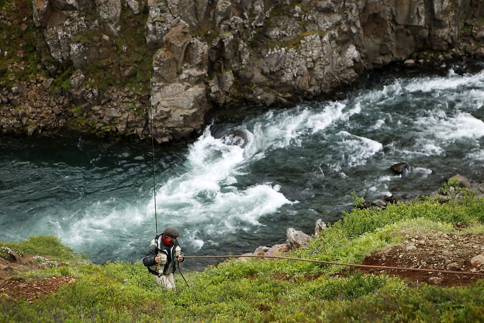 Atlantic salmon, Hafralonsa, Iceland