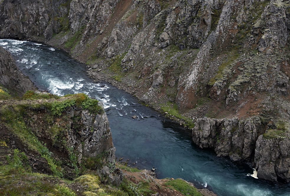 Atlantic salmon, Hafralonsa, Iceland