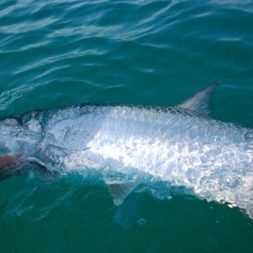 Tarpon fishing, Isla Holbox, Mexico, Aardvark McLeod