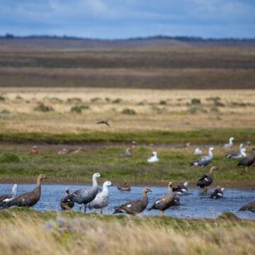 Aurelia Lodge, Rio Grande, sea trout fly fishing, Argentina sea trout, Aardvark McLeod