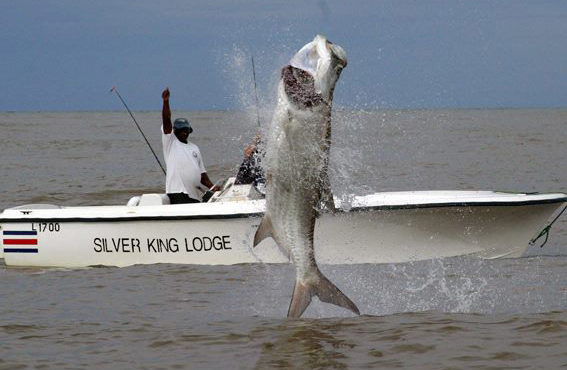 Tarpon, Silver King Lodge, Costa Rica, Aardvark McLeod, tarpon fishing,