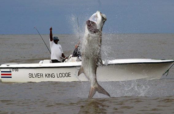 Tarpon, Silver King Lodge, Costa Rica, Aardvark McLeod, tarpon fishing,