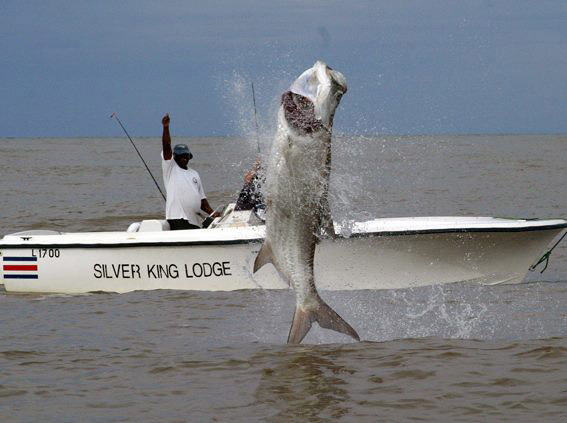Tarpon, Silver King Lodge, Costa Rica, Aardvark McLeod, tarpon fishing,
