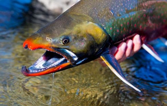 Mission Lodge, Alaska, Aardvark McLeod, Pacific salmon, rainbow trout, arctic char, dolly varden, arctic grayling, lake trout, northern pike, fishing Alaska