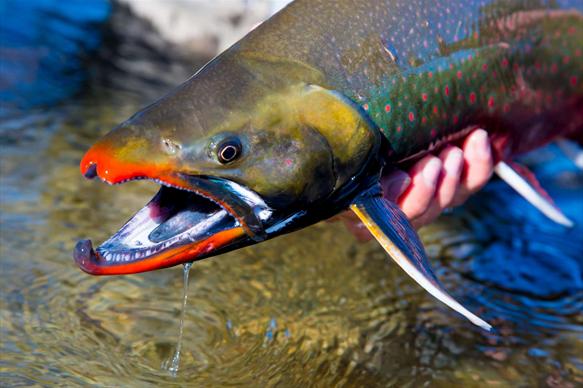 Mission Lodge, Alaska, Aardvark McLeod, Pacific salmon, rainbow trout, arctic char, dolly varden, arctic grayling, lake trout, northern pike, fishing Alaska