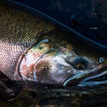 Great Alaska, Alaska, Aardvark McLeod, fishing in Alaska, king salmon, silver salmon, rainbow trout