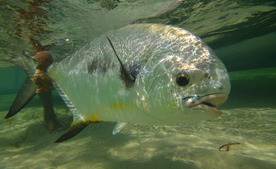 Crooked Island Trophy Lodge, bonefishing, permit fishing, Bahamas, Aardvark McLeod