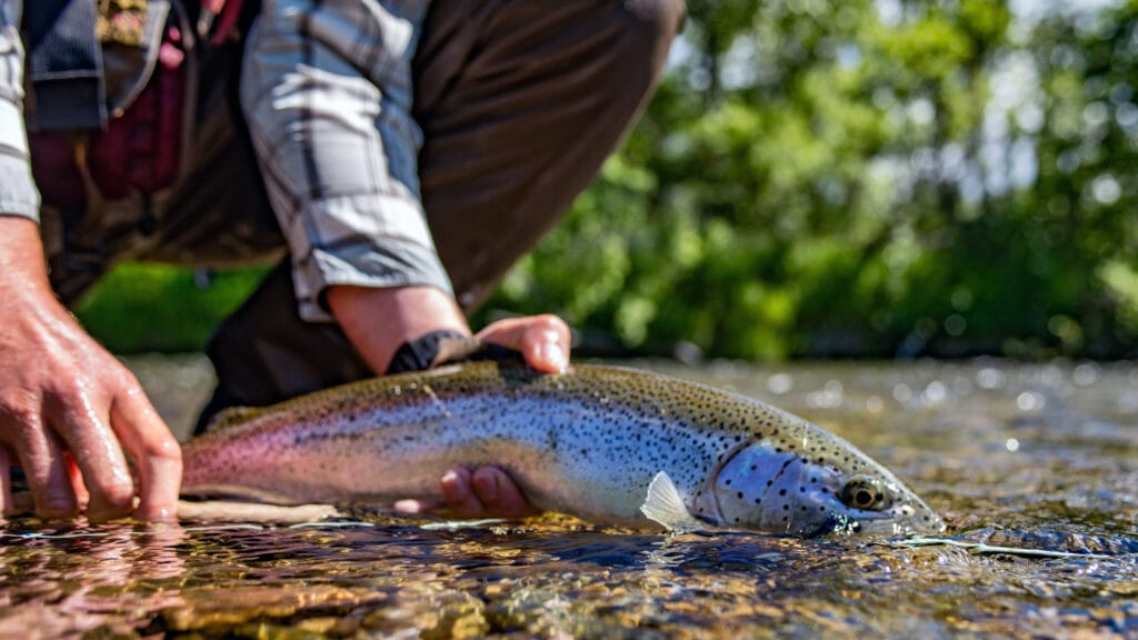 Rapids Camp Lodge, Alaska trout and salmon fishing, Aardvark McLeod