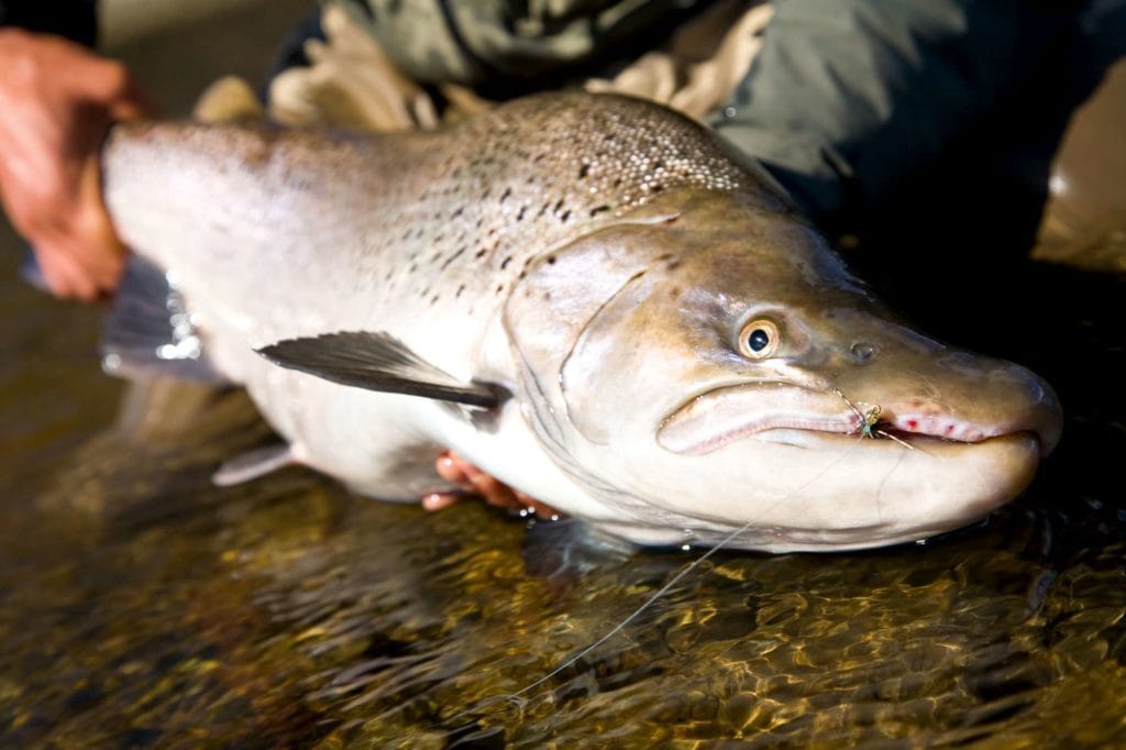 Rio Irigoyen, Aardvark McLeod, irigoyen fishing, fishing tierra del fuego, sea trout fishing argentina, irigoyen river, tdf