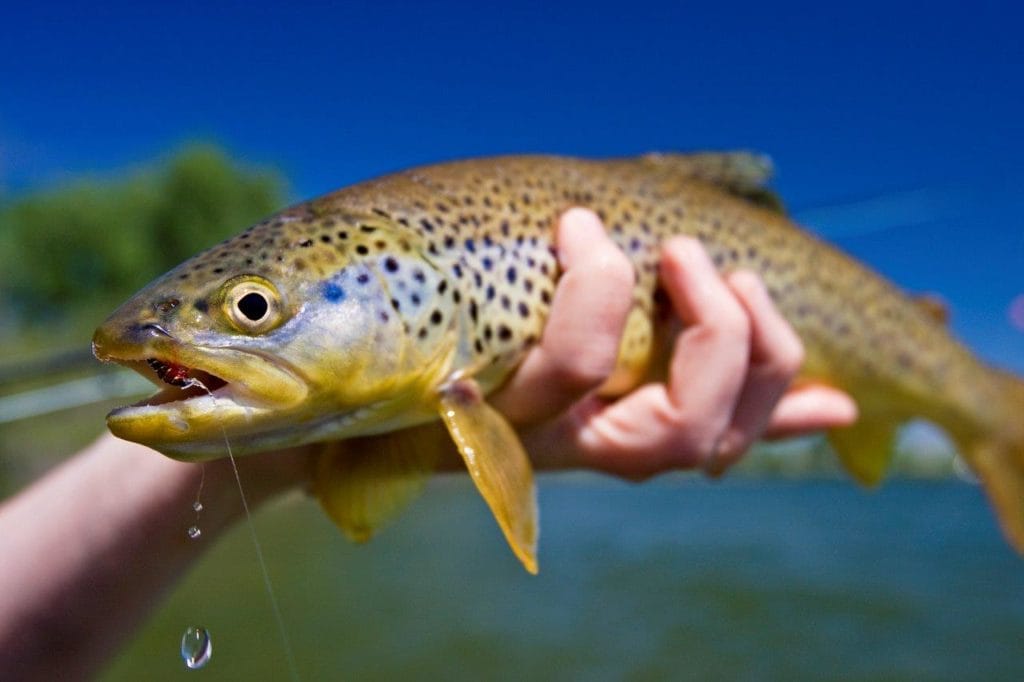 Smith River Fly Fishing