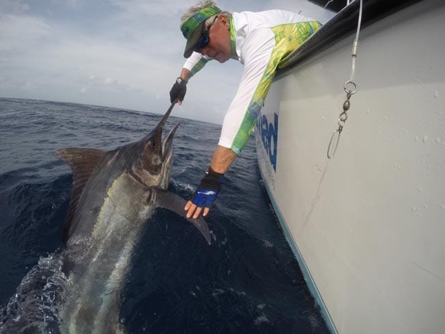 Australia Black Marlin