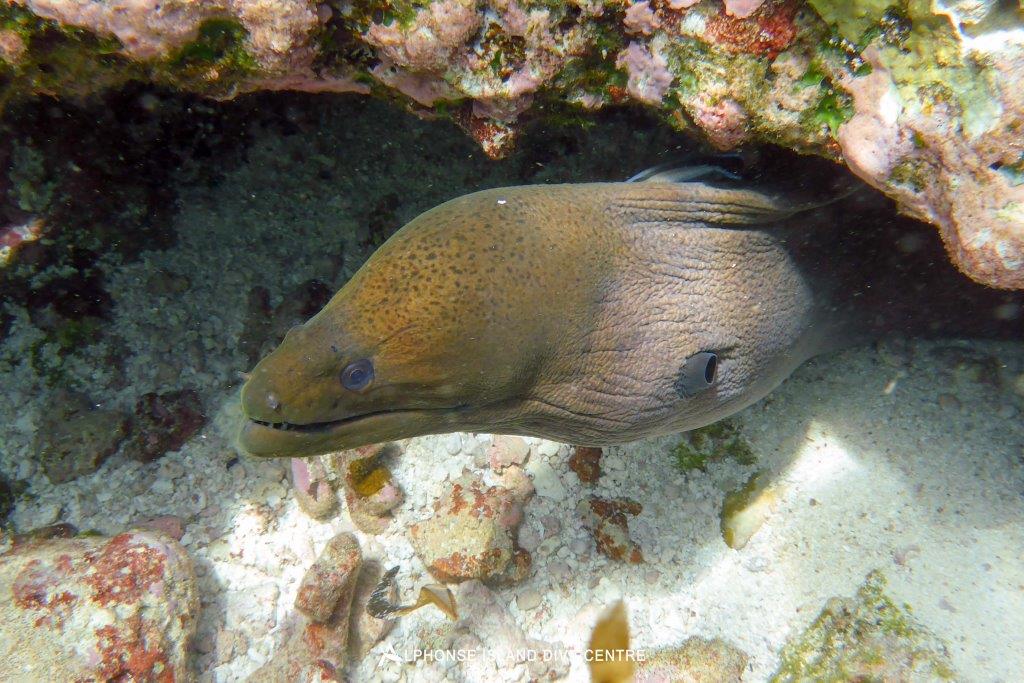 Alphonse Island Seychelles diving