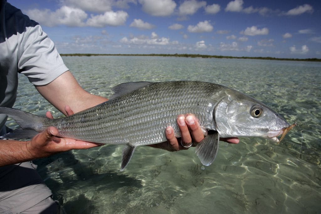 Andros South, Bahamas, Aardvark McLeod