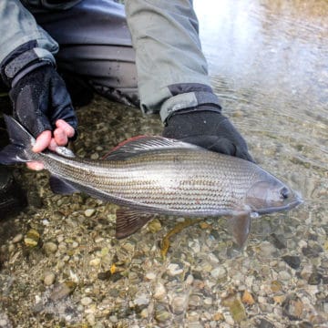 Grayling chalkstream fly fishing, River Kennet Chalkstream fly fishing, Dry Fly Fishing, Alex Jardine, Aardvark McLeod Dry Fly Fishing