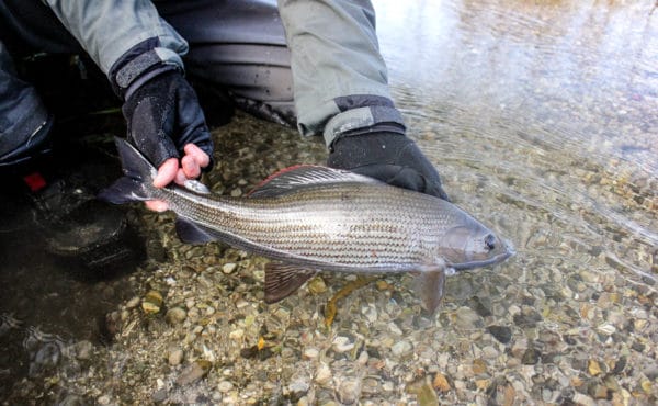 Grayling chalkstream fly fishing, River Kennet Chalkstream fly fishing, Dry Fly Fishing, Alex Jardine, Aardvark McLeod Dry Fly Fishing