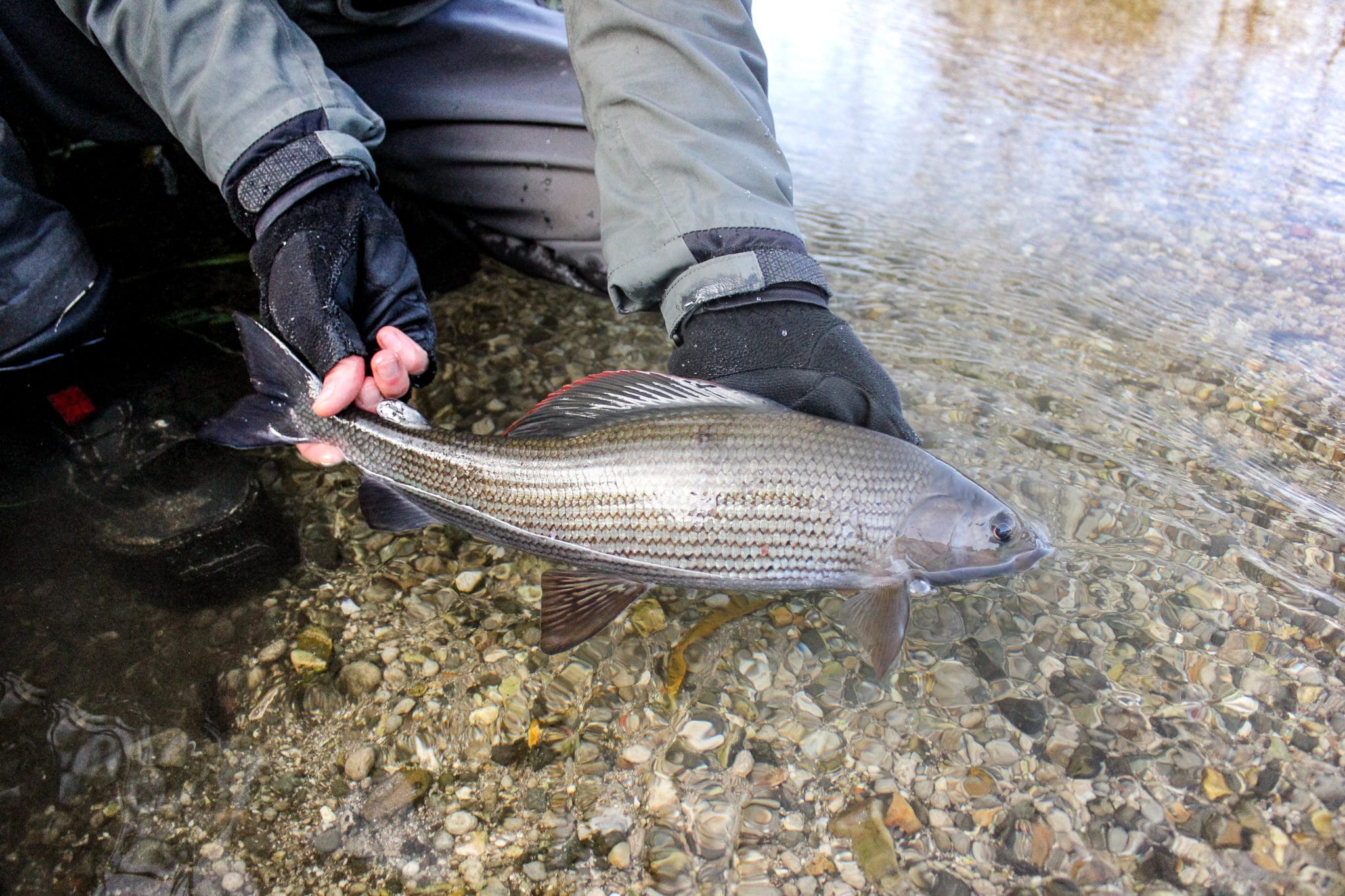 Grayling chalkstream fly fishing, River Kennet Chalkstream fly fishing, Dry Fly Fishing, Alex Jardine, Aardvark McLeod Dry Fly Fishing