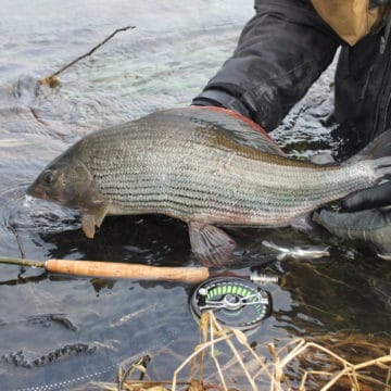 Grayling chalkstream fly fishing, River Frome Chalkstream fly fishing, Dry Fly Fishing, Alex Jardine, Aardvark McLeod Dry Fly Fishing