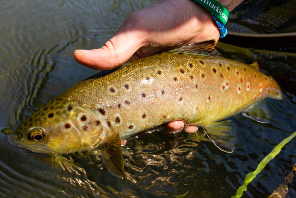 River Kennet Chalkstream fly fishing, Dry Fly Fishing, Alex Jardine, Aardvark McLeod Dry Fly Fishing